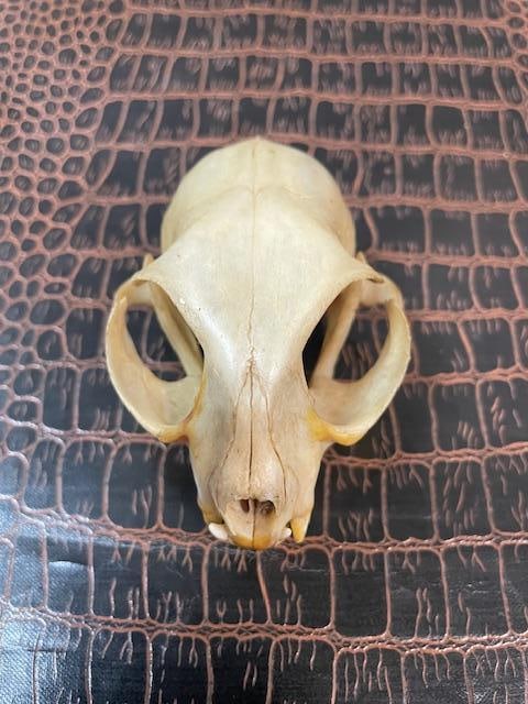 *Rare* AFRICAN WILDCAT Skull with All its Teeth - 5