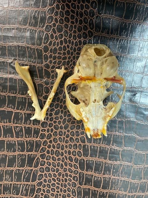 *Rare* AFRICAN WILDCAT Skull with All its Teeth - 6