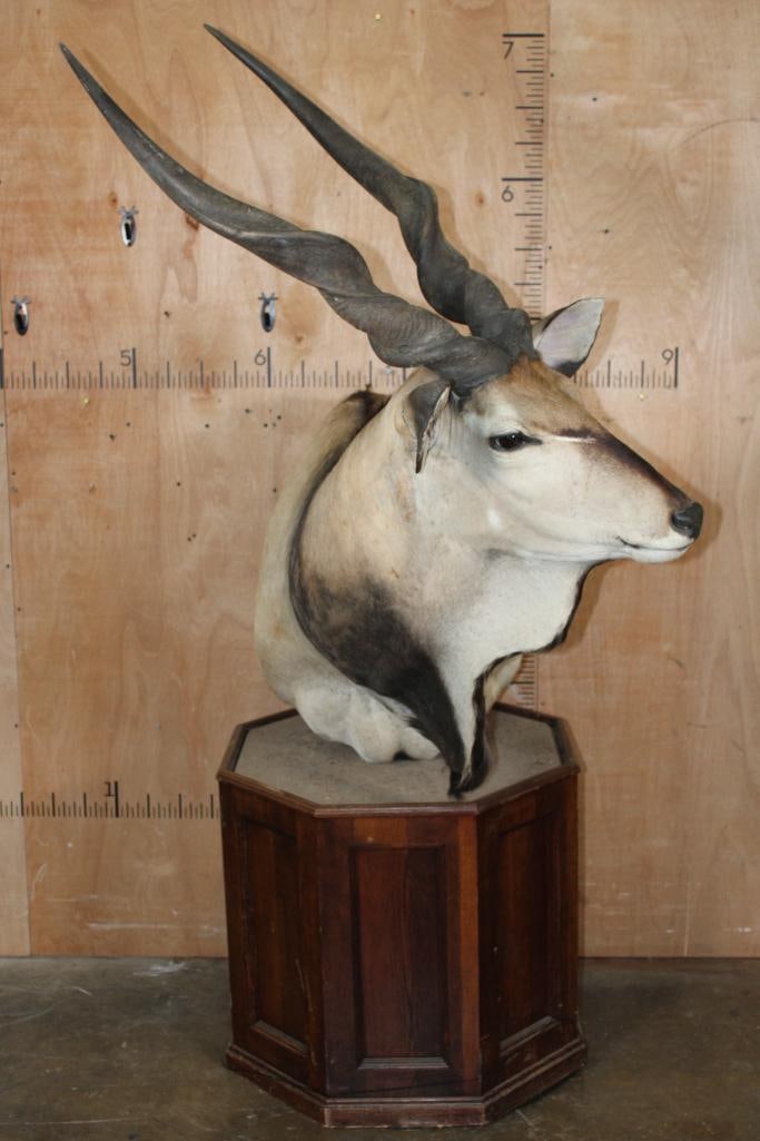 XXL LORD DERBY ELAND Pedestal Mount - 2