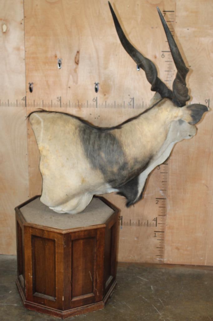 XXL LORD DERBY ELAND Pedestal Mount - 5