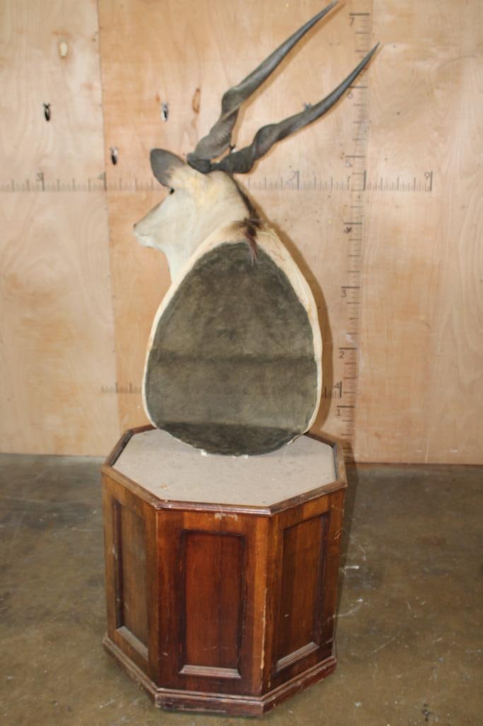 XXL LORD DERBY ELAND Pedestal Mount - 6