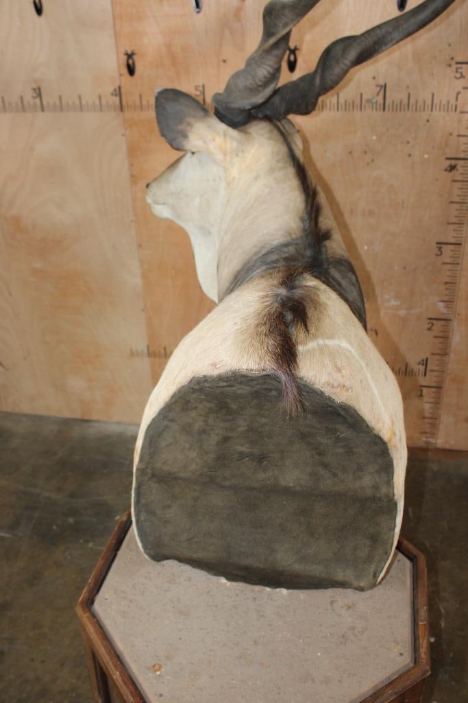 XXL LORD DERBY ELAND Pedestal Mount - 7