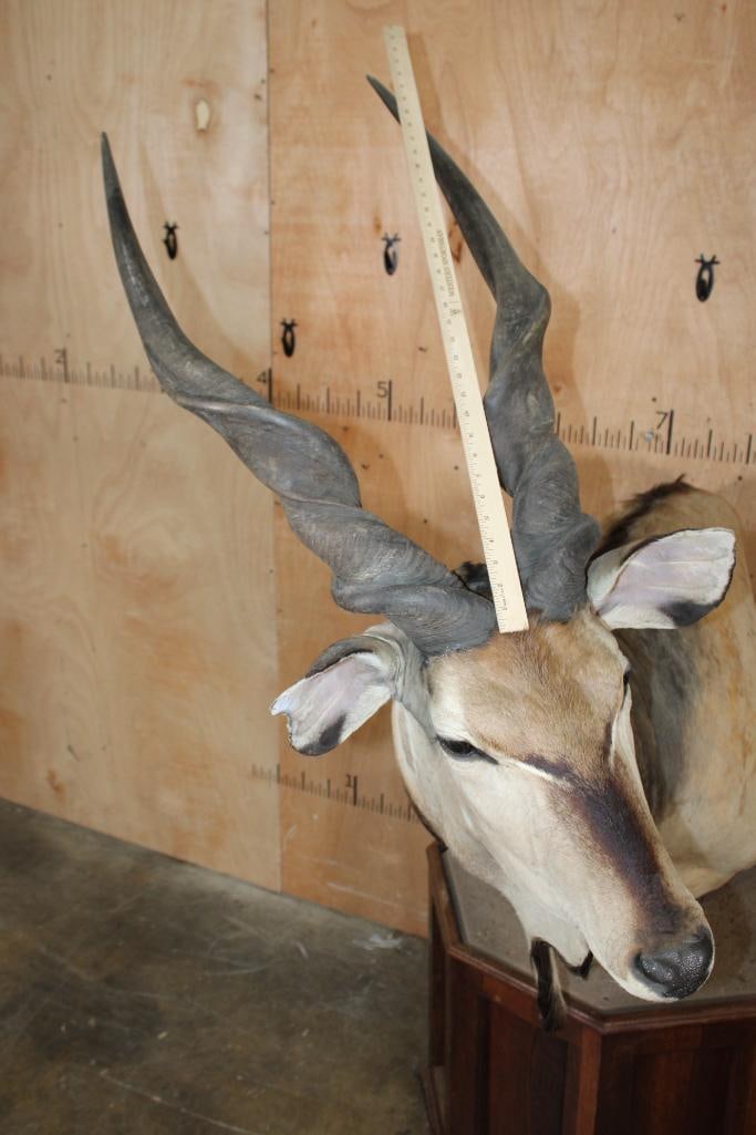 XXL LORD DERBY ELAND Pedestal Mount - 9