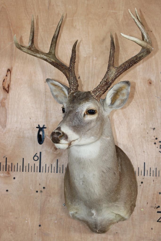 8-Point WHITETAIL DEER Shoulder Mount - 2
