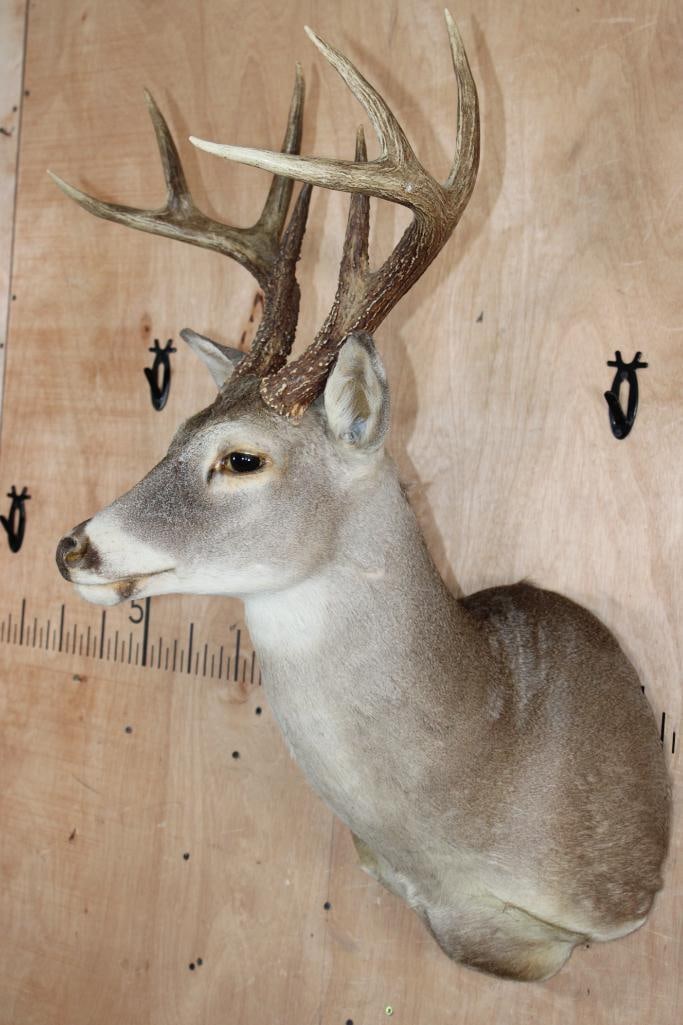8-Point WHITETAIL DEER Shoulder Mount - 3