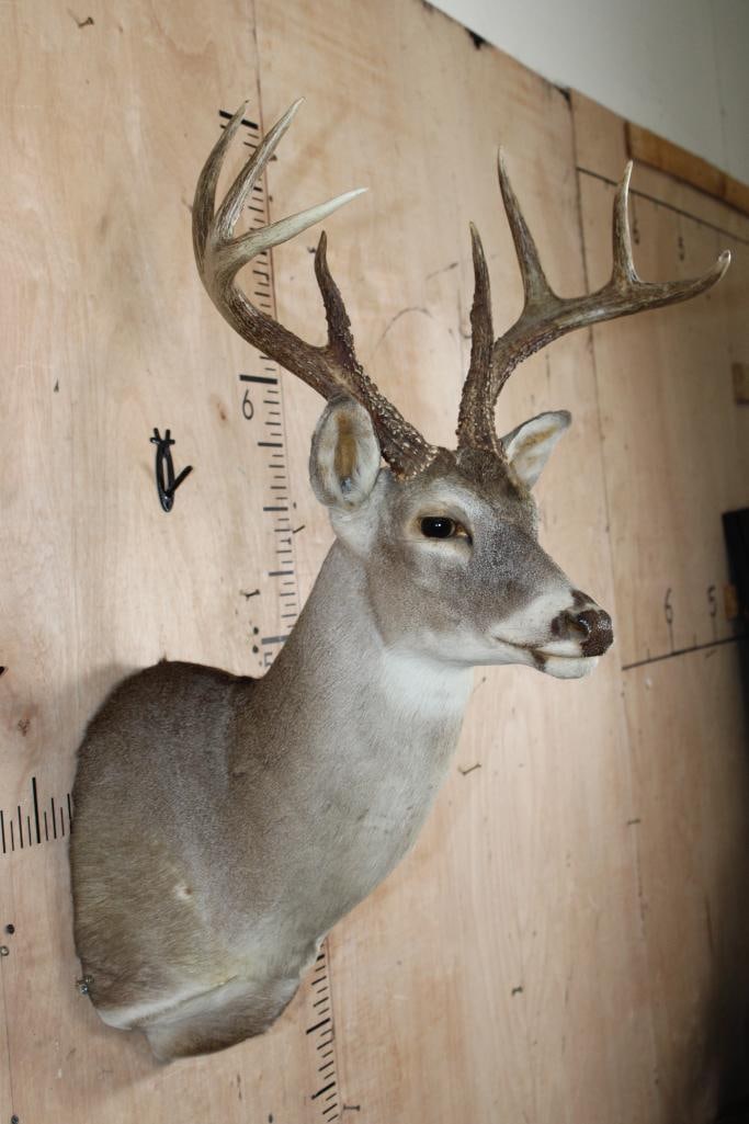 8-Point WHITETAIL DEER Shoulder Mount - 4