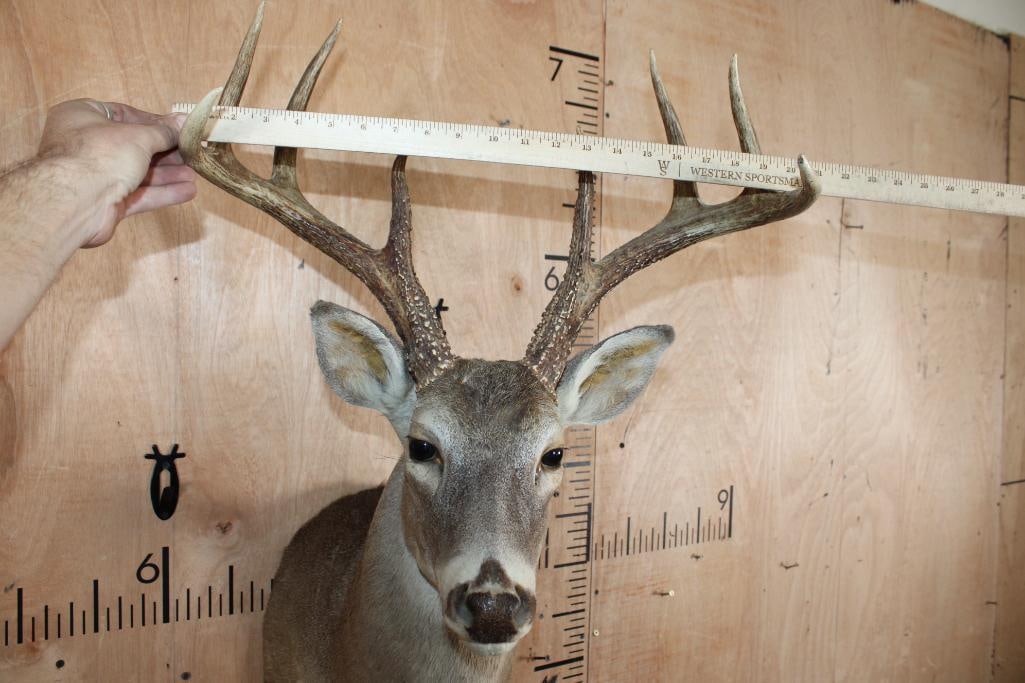8-Point WHITETAIL DEER Shoulder Mount - 5