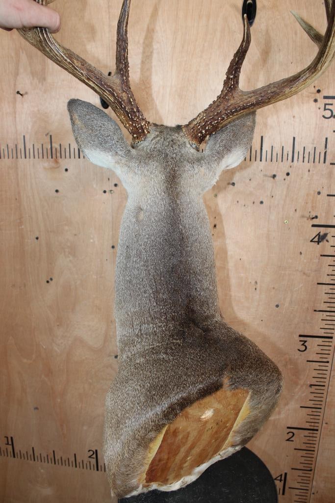 8-Point WHITETAIL DEER Shoulder Mount - 6