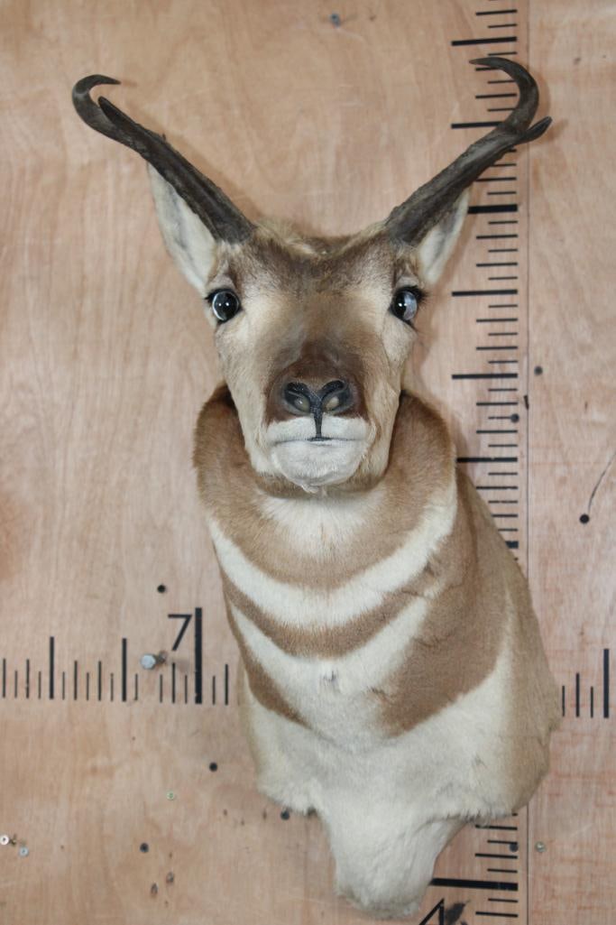 PRONGHORN Shoulder Mount: PRONGHORN Shoulder Mount. This an older mount, a bit dusty but in Good Condition. TAXIDERMY 