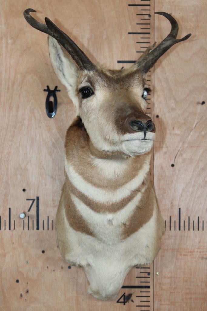 PRONGHORN Shoulder Mount - 2
