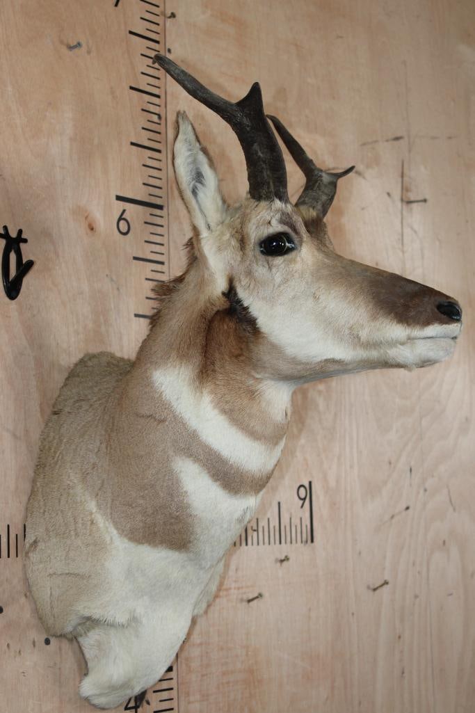 PRONGHORN Shoulder Mount - 3