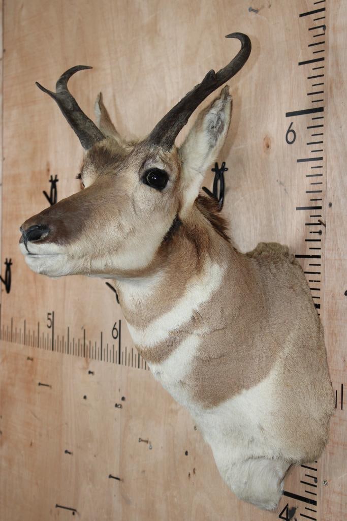 PRONGHORN Shoulder Mount - 4