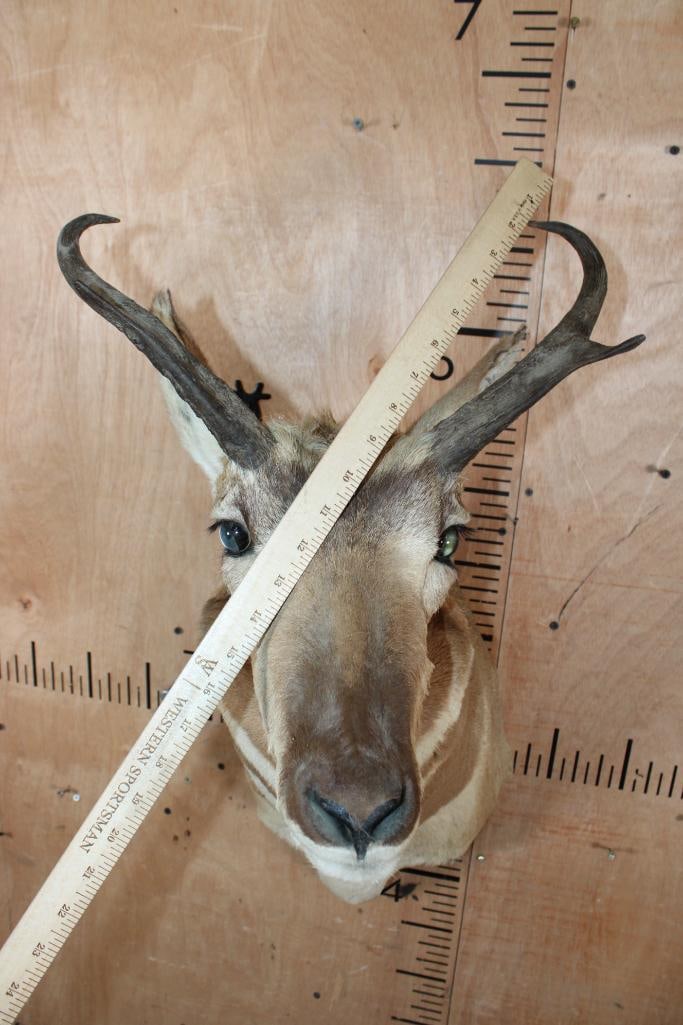 PRONGHORN Shoulder Mount - 5