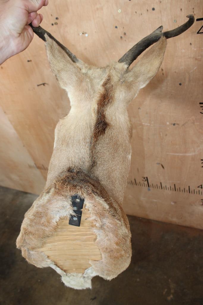 PRONGHORN Shoulder Mount - 6
