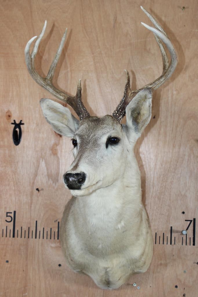 8-Point WHITETAIL DEER Shoulder Mount - 2