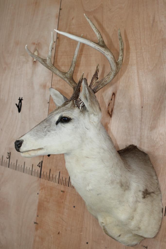 8-Point WHITETAIL DEER Shoulder Mount - 3