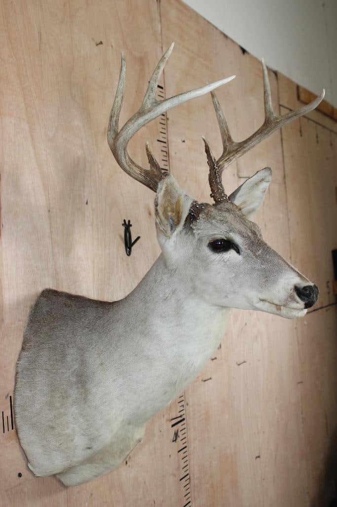 8-Point WHITETAIL DEER Shoulder Mount - 4