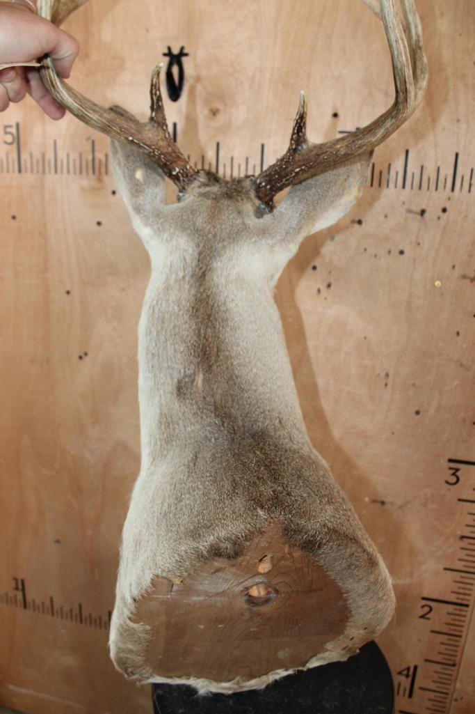 8-Point WHITETAIL DEER Shoulder Mount - 5