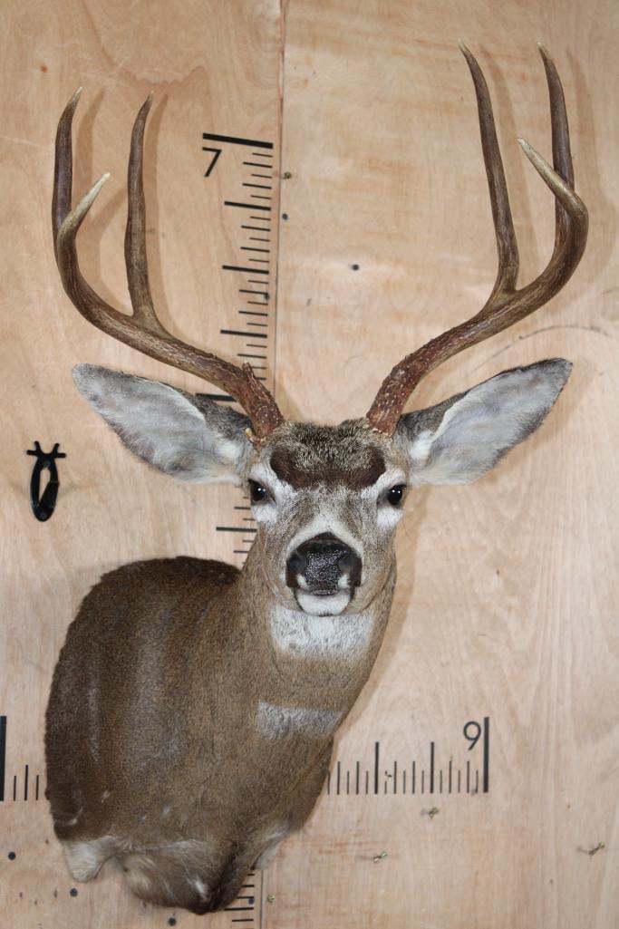 XXL 7-Point COLUMBIA BLACK-TAILED DEER Shoulder Mount: XXL 7-Point COLUMBIA BLACK-TAILED DEER Shoulder Mount. It has a 19 3/8" Spread and has some minor fur loss in some spots. It is in Fair Condition. TAXIDERMY 