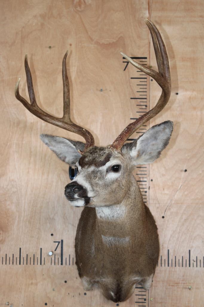 XXL 7-Point COLUMBIA BLACK-TAILED DEER Shoulder Mount - 2