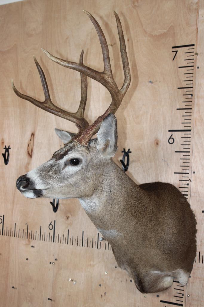 XXL 7-Point COLUMBIA BLACK-TAILED DEER Shoulder Mount - 3