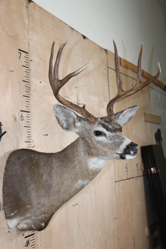 XXL 7-Point COLUMBIA BLACK-TAILED DEER Shoulder Mount - 4