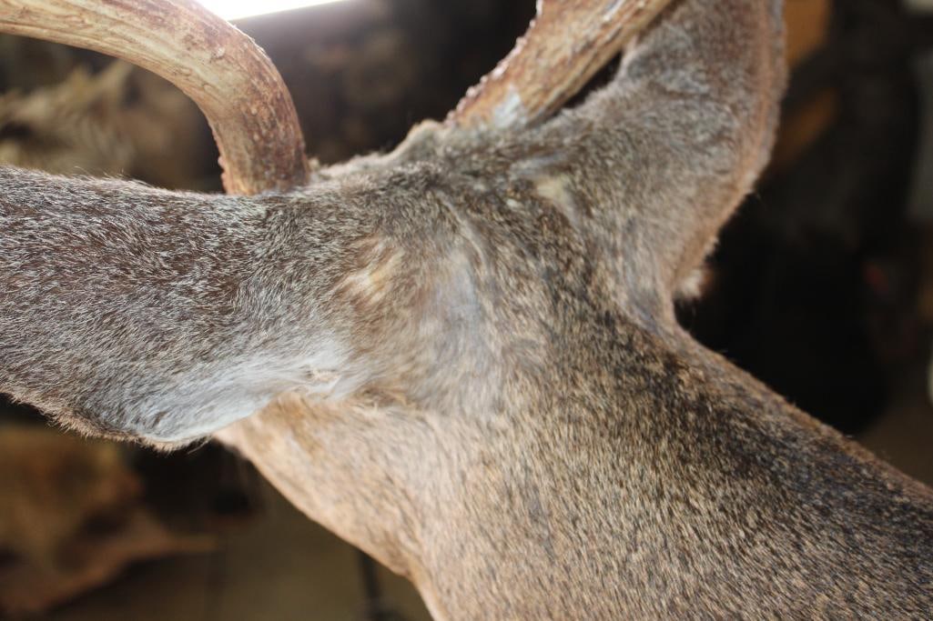 XXL 7-Point COLUMBIA BLACK-TAILED DEER Shoulder Mount - 6