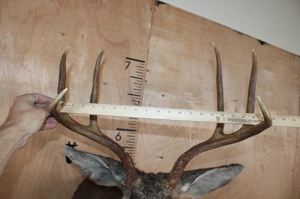 XXL 7-Point COLUMBIA BLACK-TAILED DEER Shoulder Mount - 7