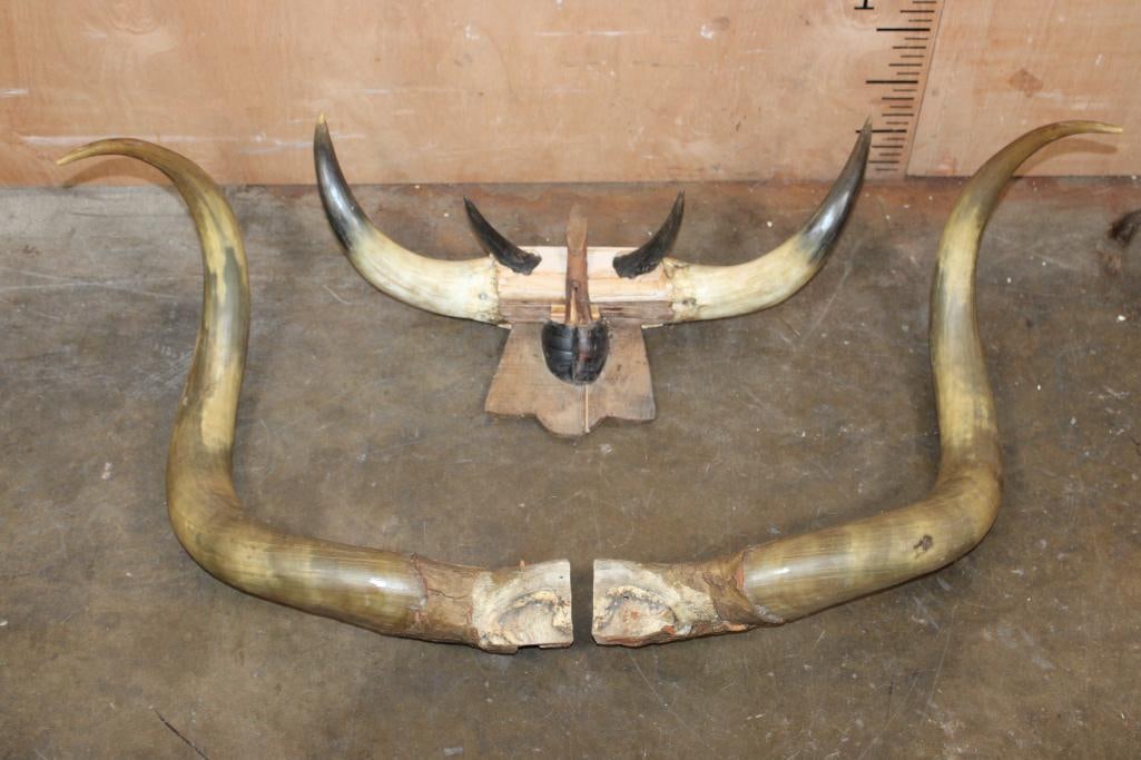 (2) Vintage Sets of Mounted STEER or BULL Horns: 1 Vintage Set of Western-style STEER Horns with a 23.5" Spread and 1 mounted hoof. 1 Big Vintage Set of STEER or Bull Horns on a broken skull cap. TAXIDERMY 