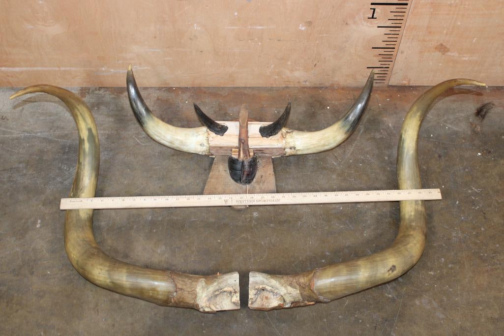(2) Vintage Sets of Mounted STEER or BULL Horns - 2