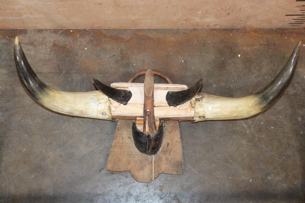 (2) Vintage Sets of Mounted STEER or BULL Horns - 3