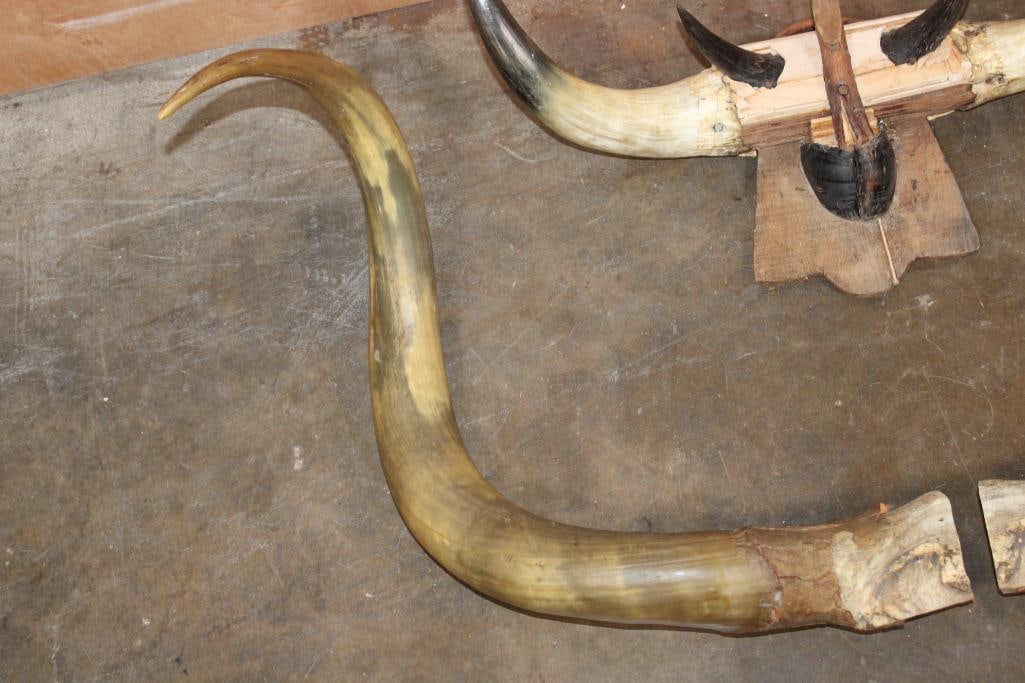 (2) Vintage Sets of Mounted STEER or BULL Horns - 4