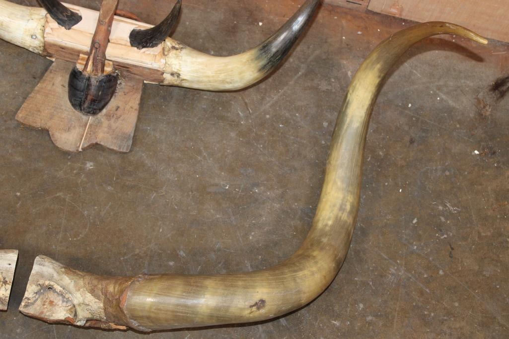 (2) Vintage Sets of Mounted STEER or BULL Horns - 5