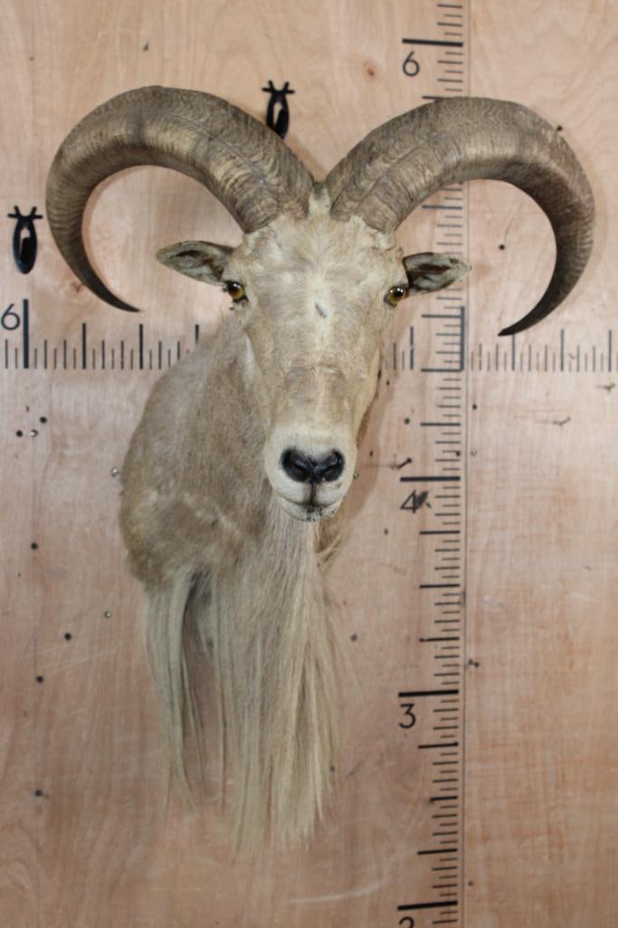 AOUDAD Shoulder Mount