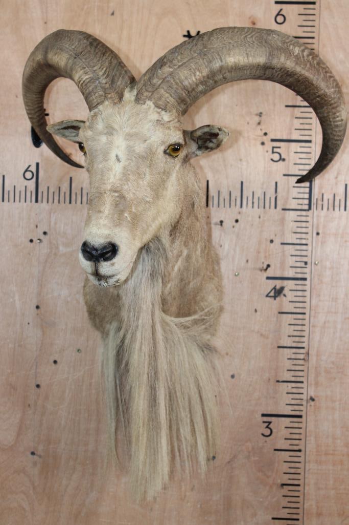 AOUDAD Shoulder Mount - 2