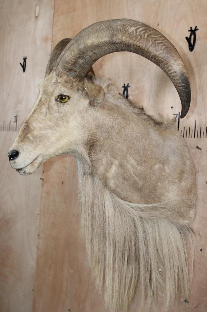 AOUDAD Shoulder Mount - 3