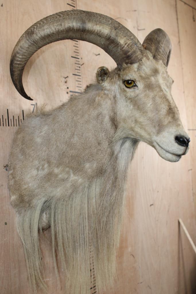 AOUDAD Shoulder Mount - 4