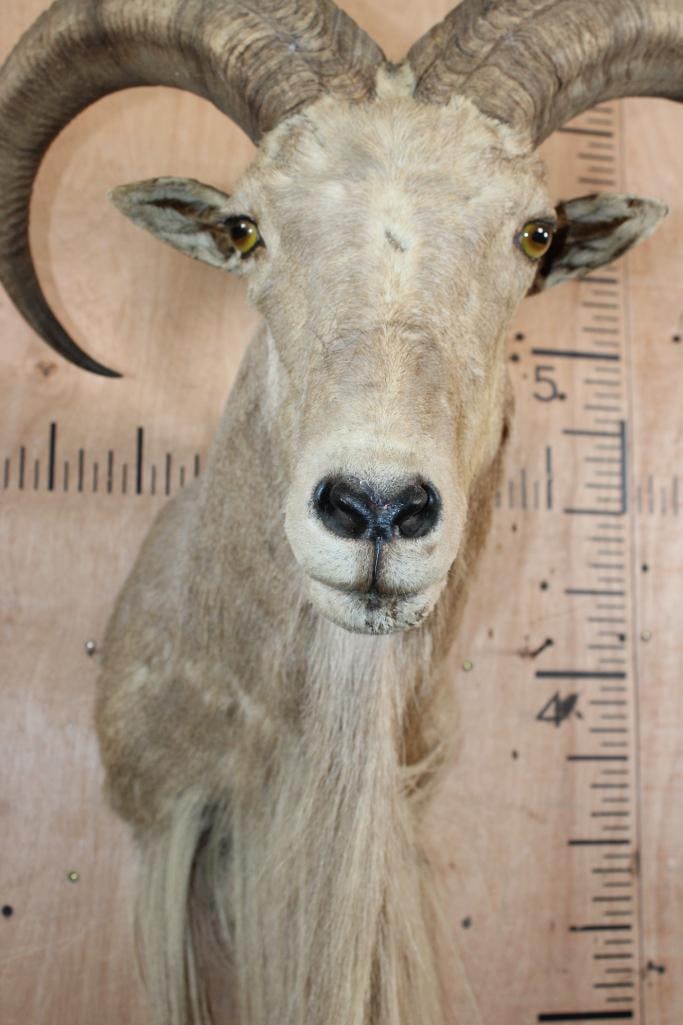 AOUDAD Shoulder Mount - 5