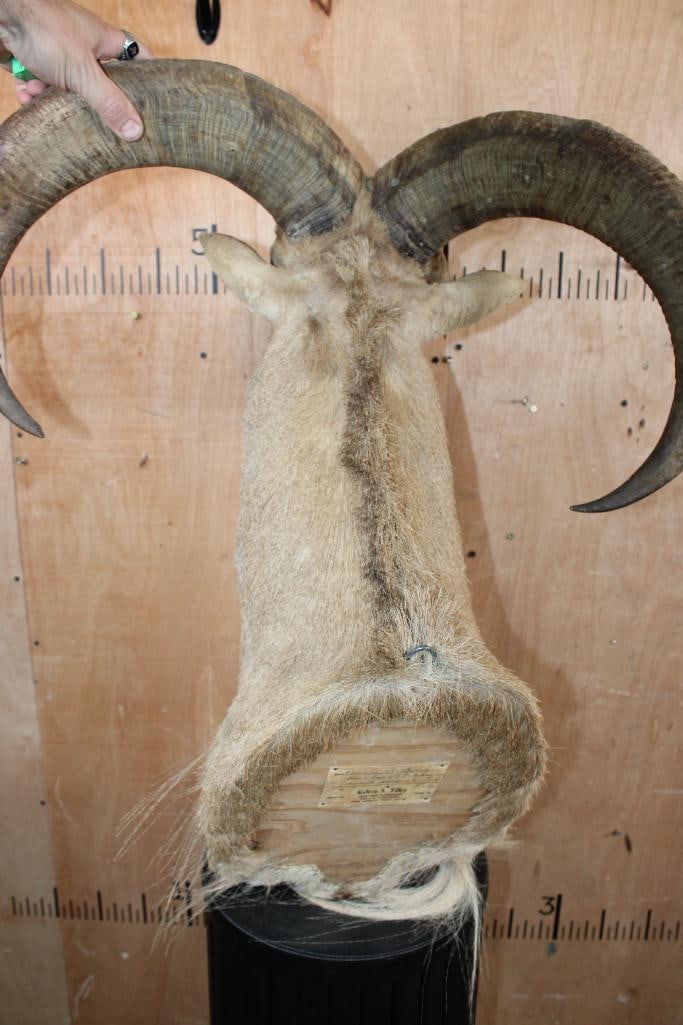 AOUDAD Shoulder Mount - 6