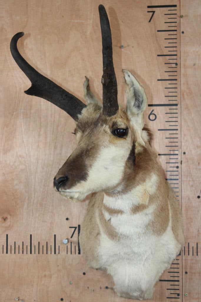 PRONGHORN Shoulder Mount - 2
