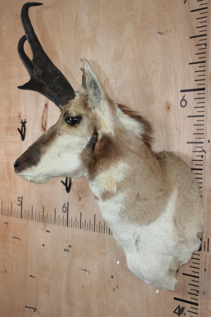 PRONGHORN Shoulder Mount - 3
