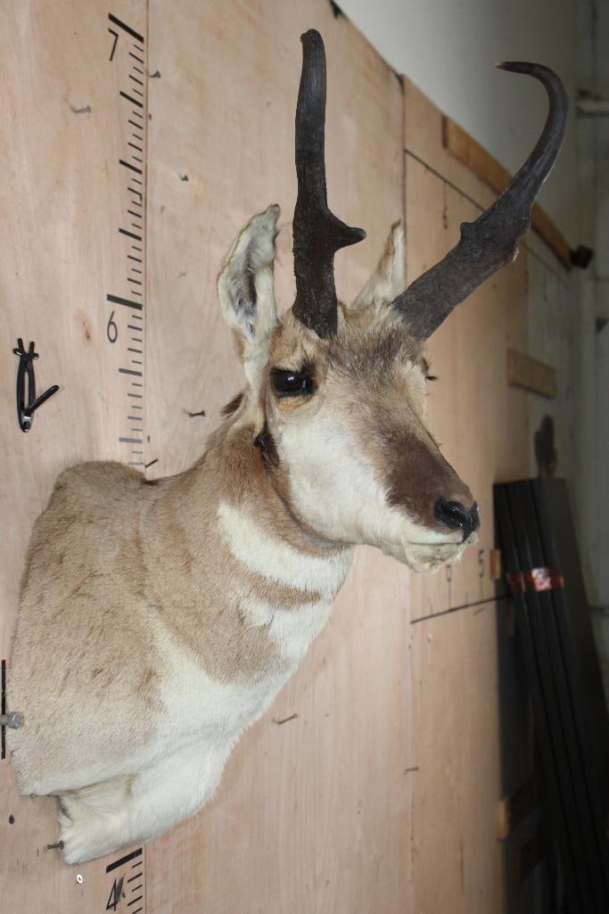 PRONGHORN Shoulder Mount - 4