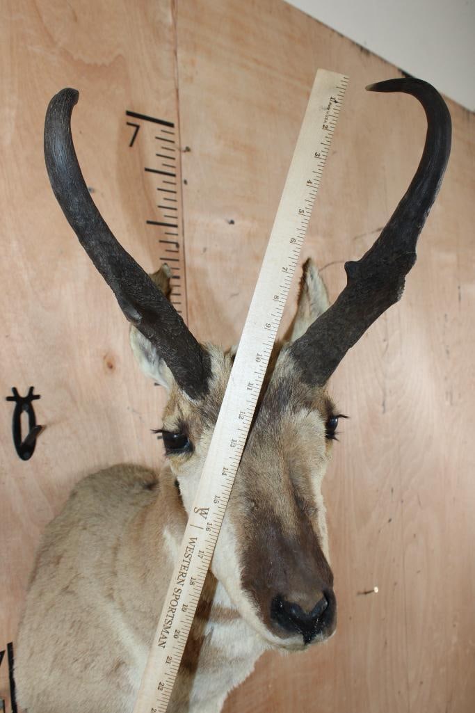 PRONGHORN Shoulder Mount - 5