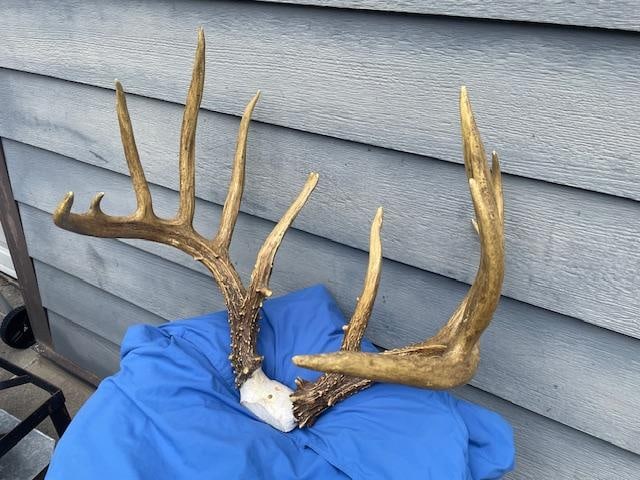Huge Set of 6 x 6 or 12-Point Reproduction WHITETAIL DEER Antlers - 2
