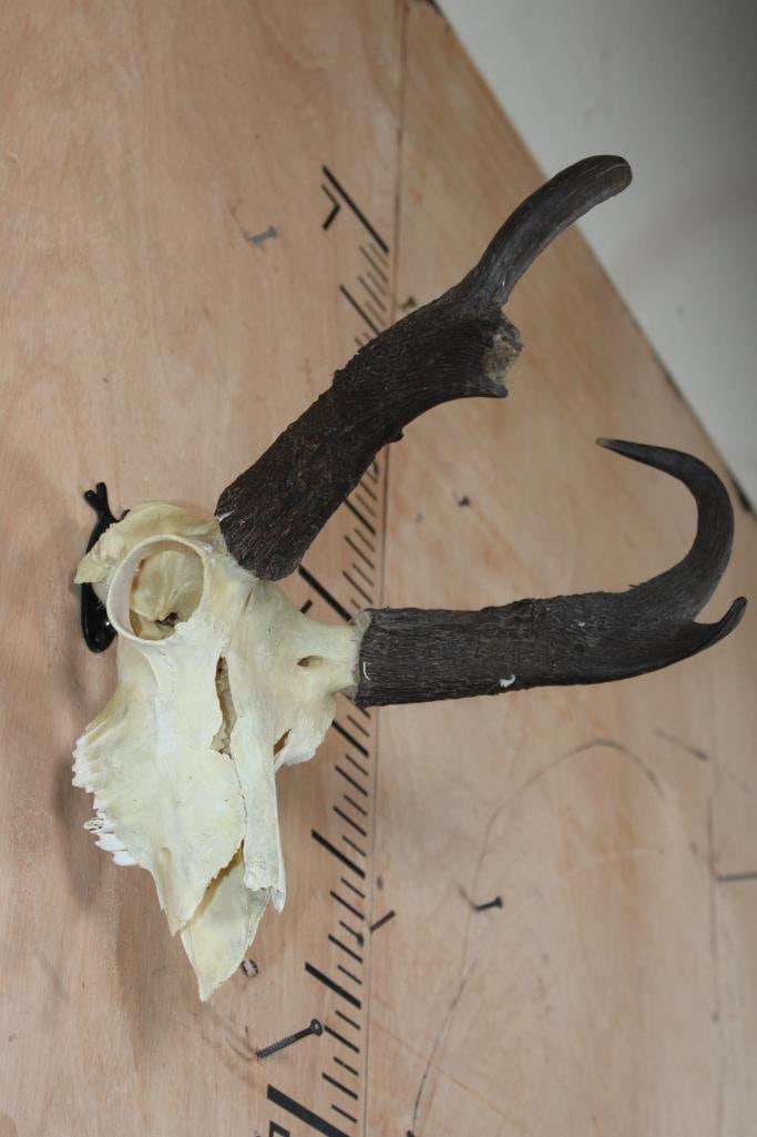 PRONGHORN Skull - 2