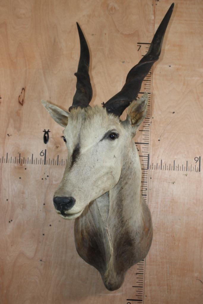Big ELAND Shoulder Mount - 2
