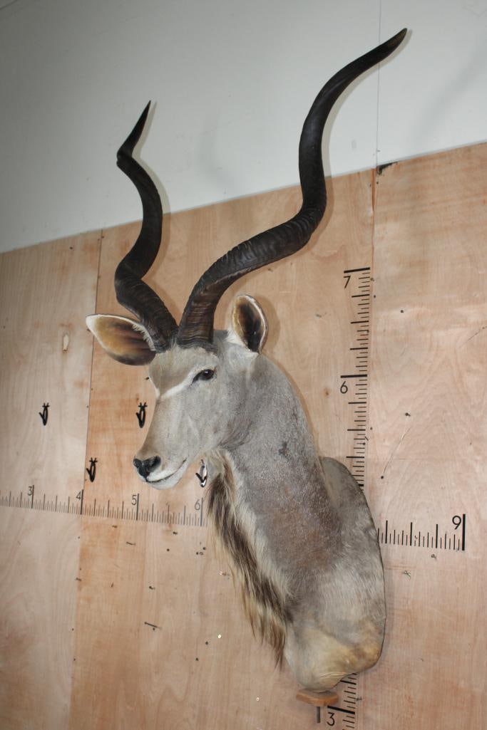 Big KUDU Shoulder Mount converted to a Pedestal Mount with Removable Horns - 2