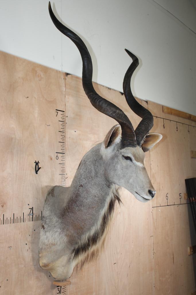 Big KUDU Shoulder Mount converted to a Pedestal Mount with Removable Horns - 3