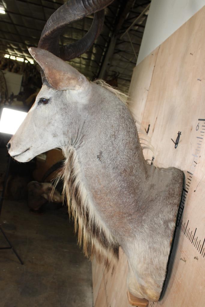 Big KUDU Shoulder Mount converted to a Pedestal Mount with Removable Horns - 5