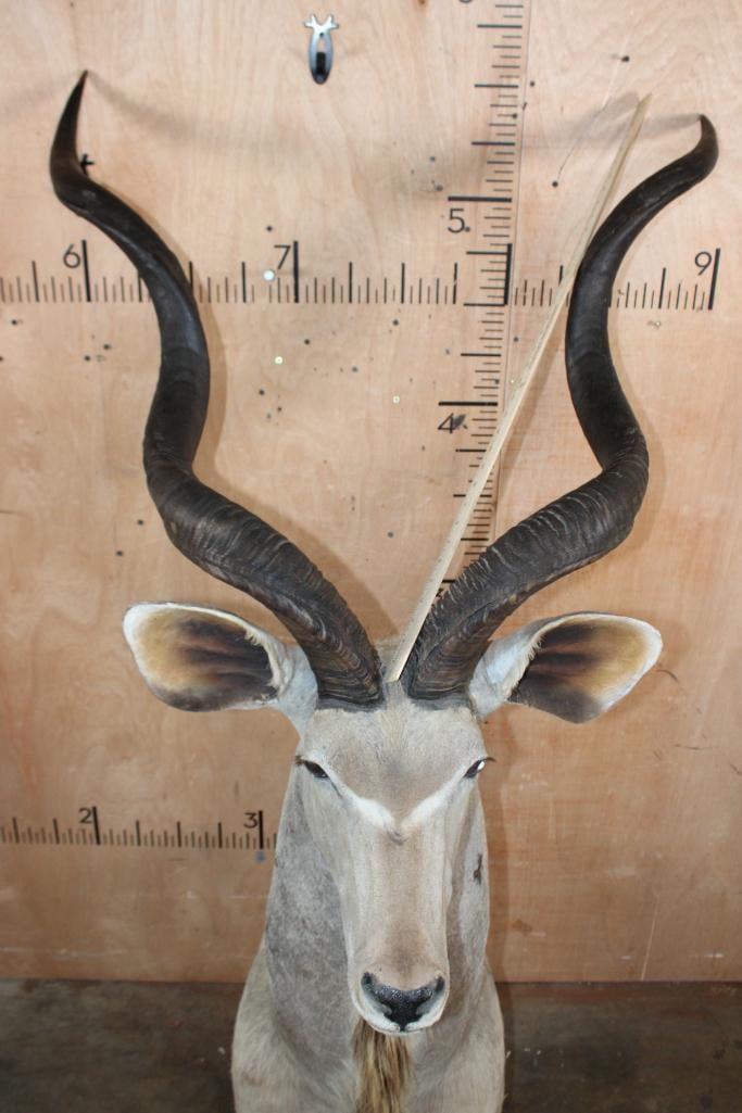 Big KUDU Shoulder Mount converted to a Pedestal Mount with Removable Horns - 6